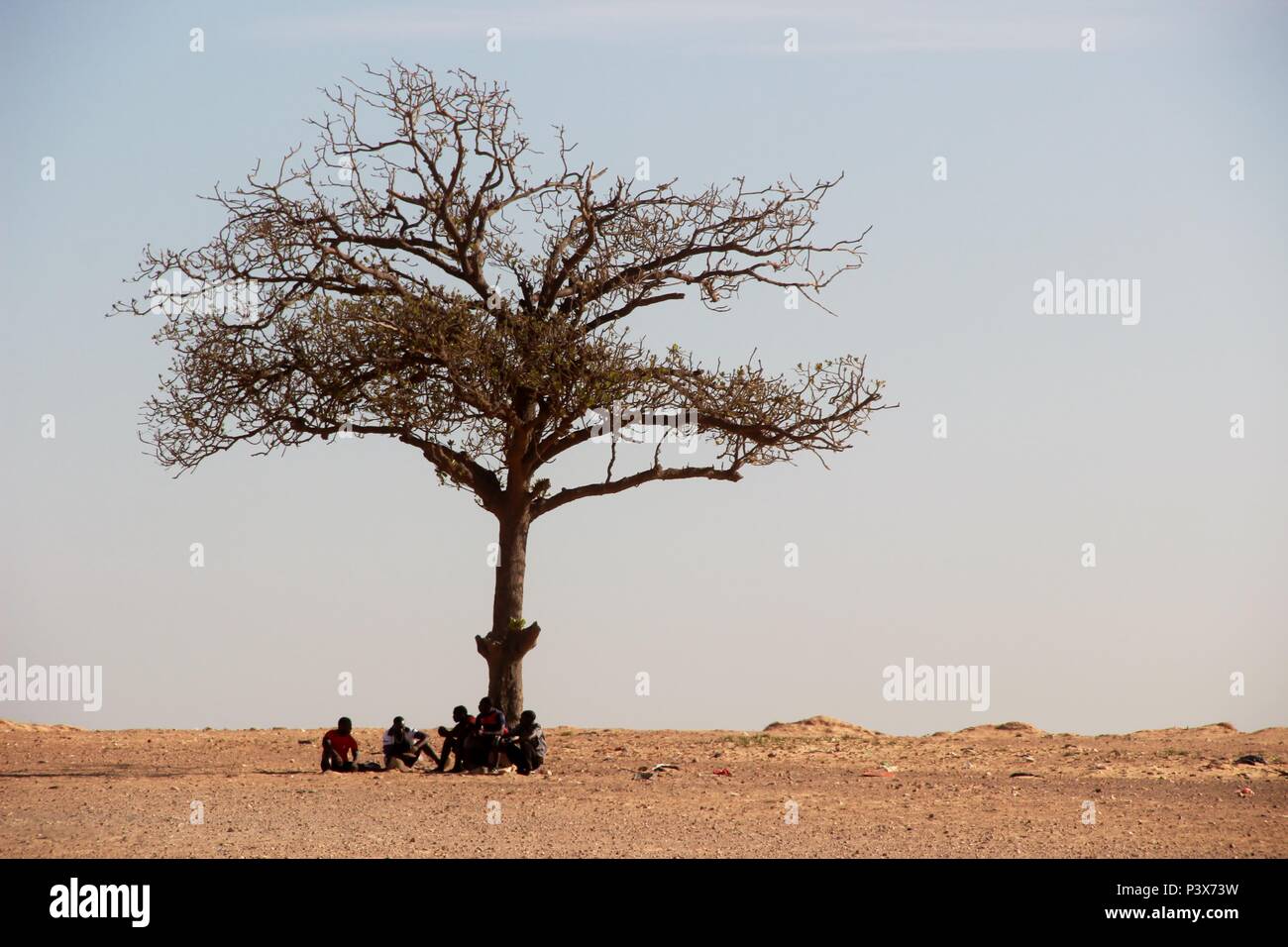 Männer unter einem schattigen Baum, Dakar, Senegal Stockfoto