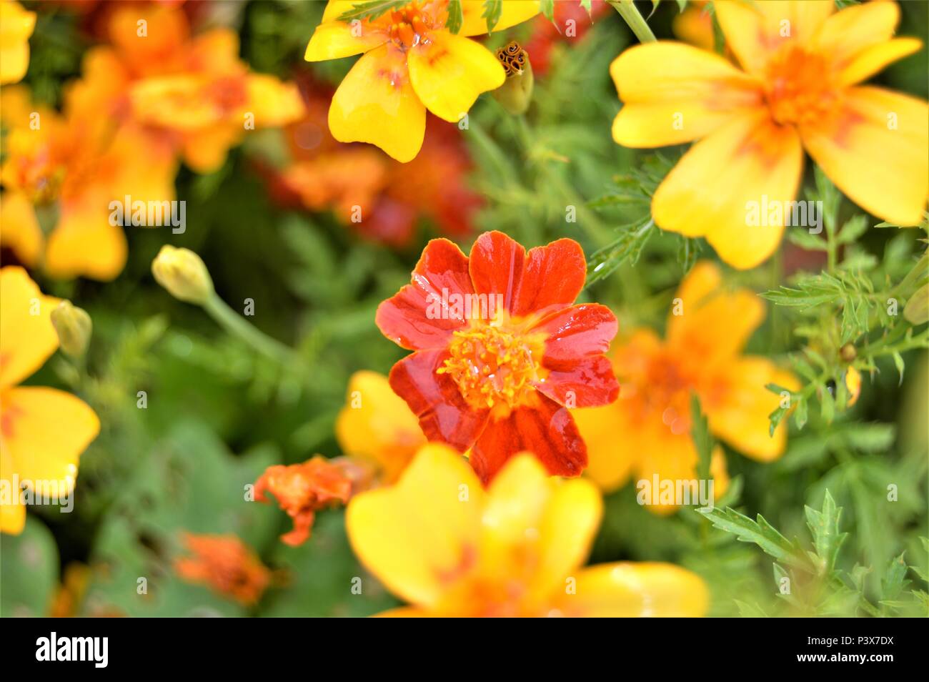 Tagetes im Garten, North Wales Stockfoto