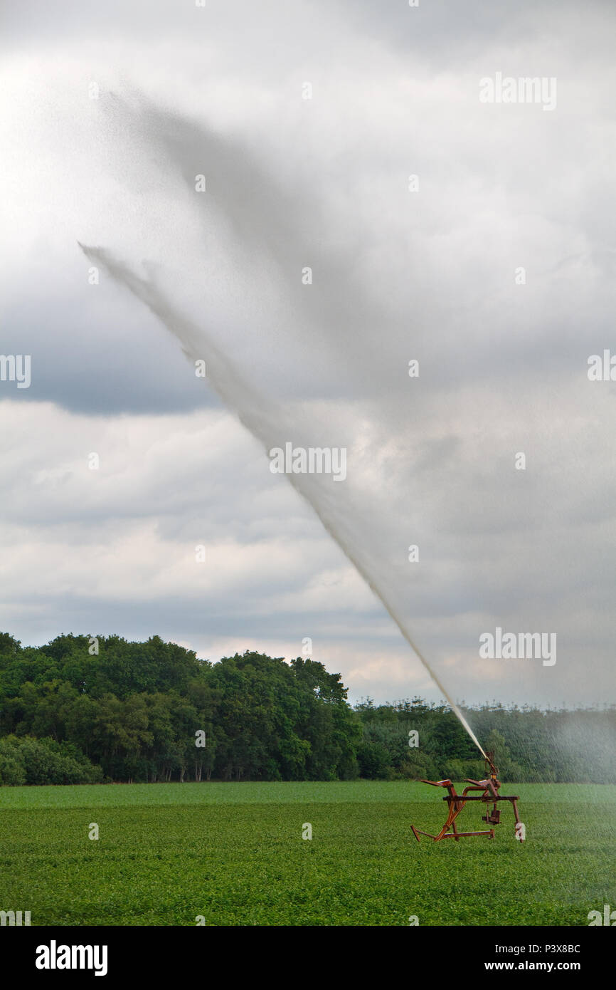 Die Bewässerung in der Landwirtschaft, sprühen Wasser über ein Feld mit Lilien, mit Hochdruckpumpen Stockfoto