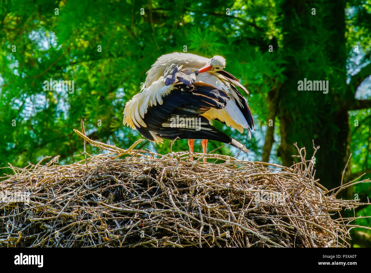 Weißstörche (Ciconia ciconia) Reinigung seine Federn, Schweiz. Stockfoto