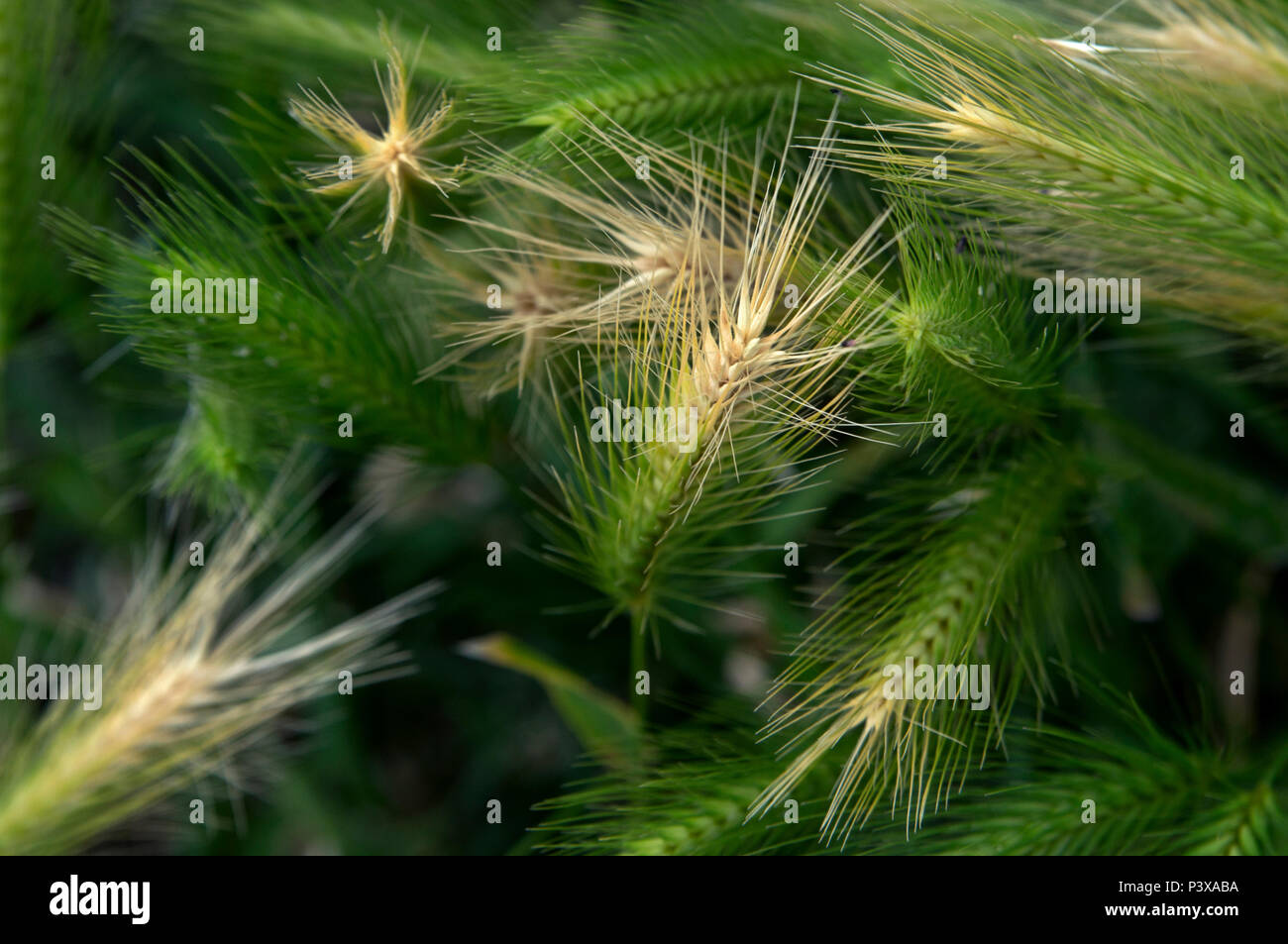 Wilde Gerste auf der Wiese vor dem Sturm. Die wilden Gerste Blumen im Wind verflochten. Es ist ein Chaos und Verwirrung. Stockfoto