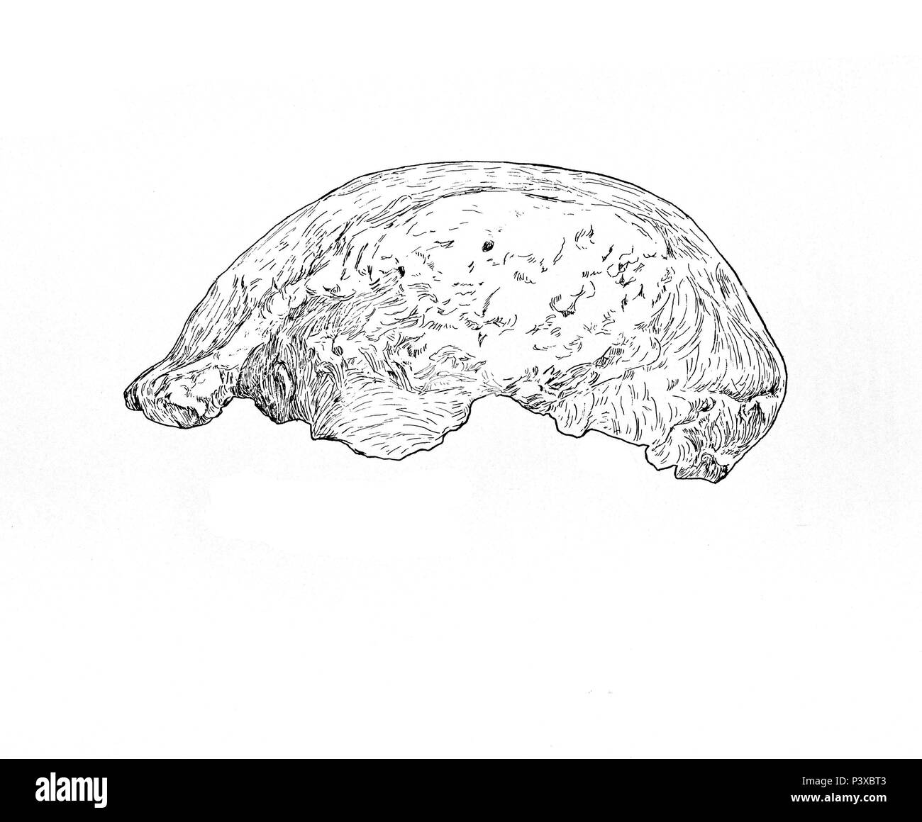 JAVA MENSCH - Homo erectus. Lage: FACULTAD DE BIOLOGICAS, MADRID, SPANIEN. Stockfoto