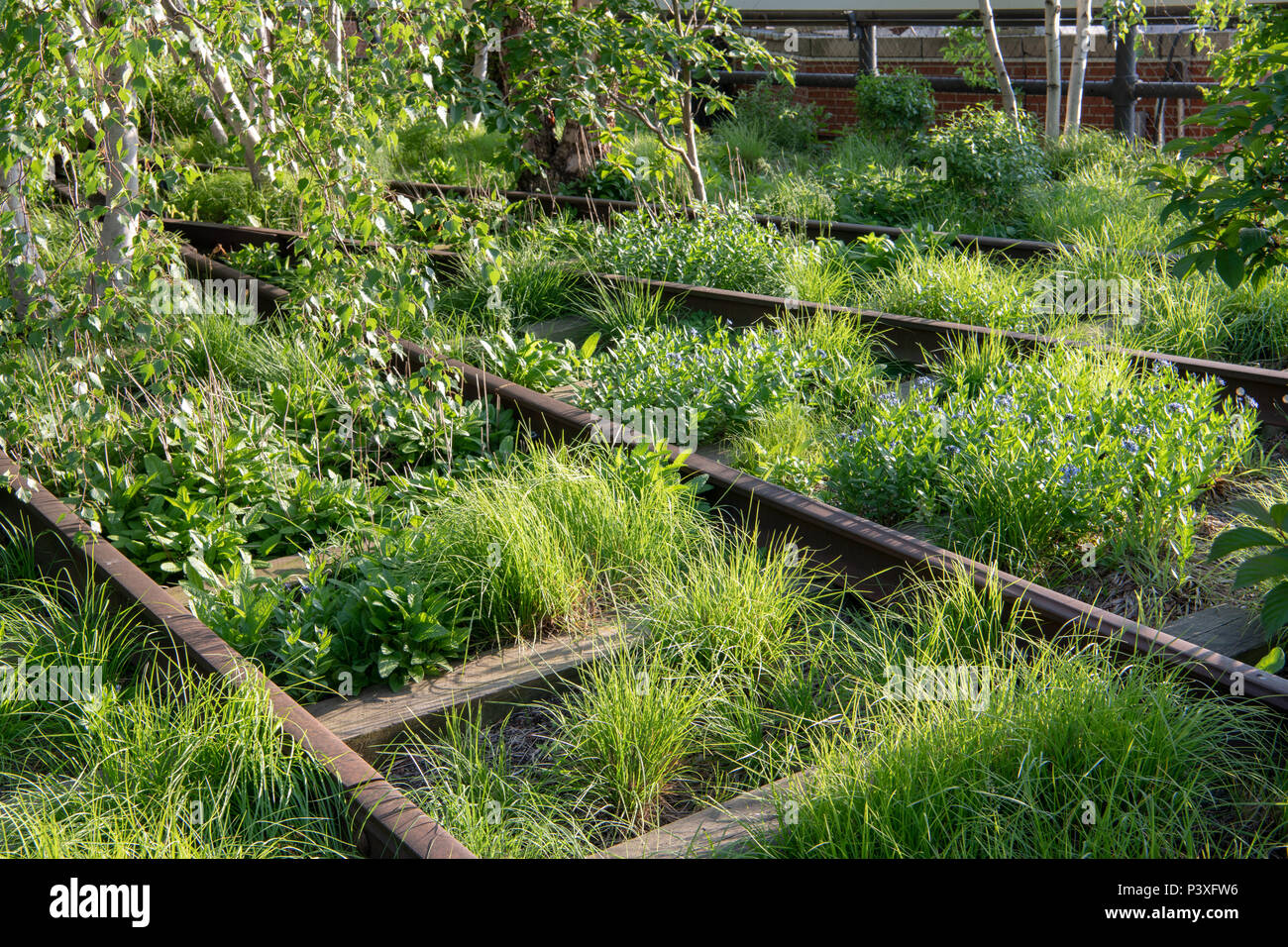 Überwucherten bahngleise an der High Line Park im Frühling in New York City Stockfoto