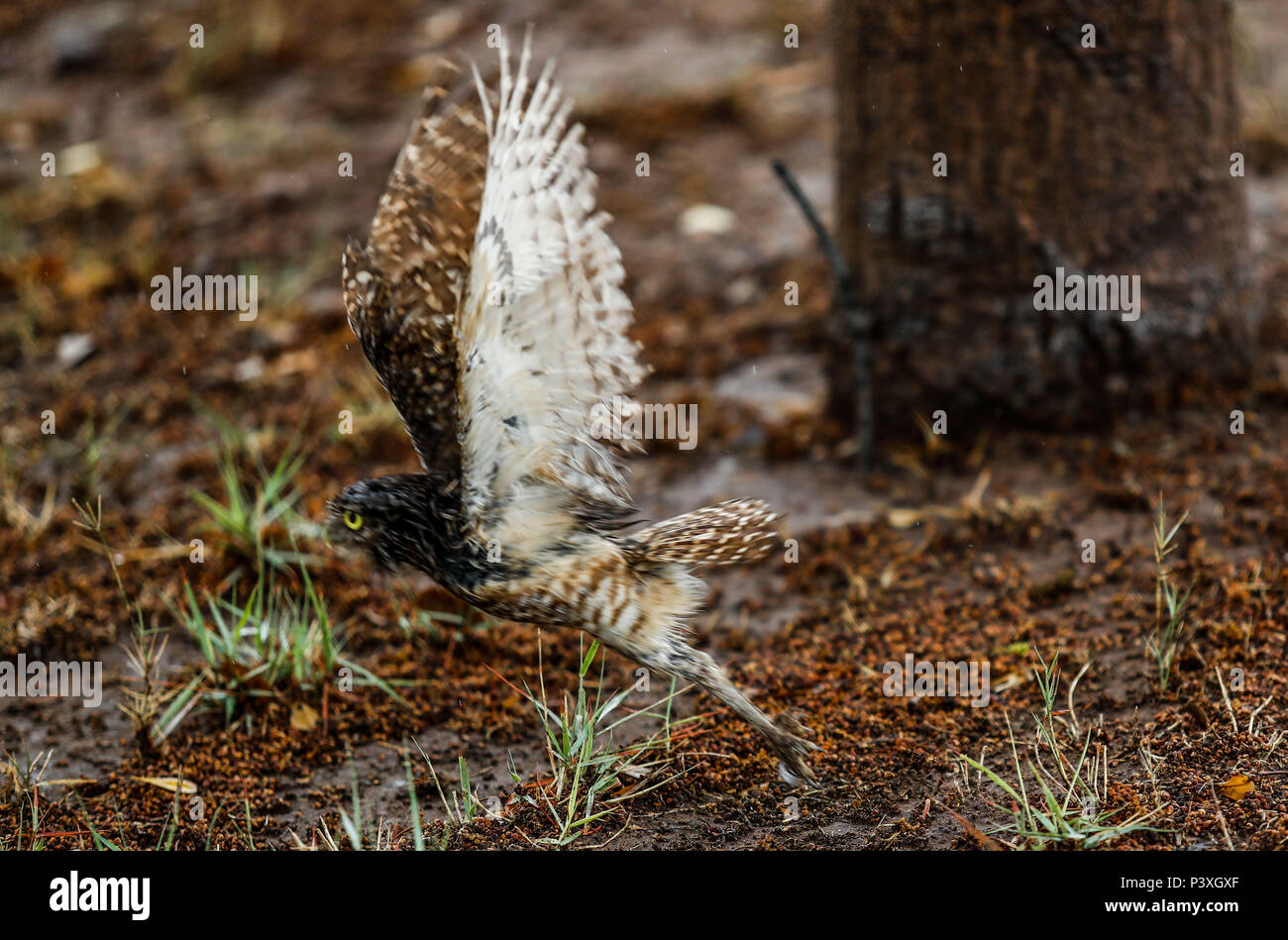 Tecolote llanero. Athene cunicularia. Lechuza pequeña y de Patas largas que se encuentra en todos los paisajes abiertos de América Latina. El Tecolote Stockfoto