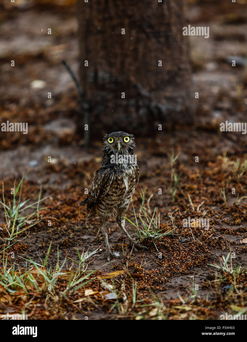 Tecolote llanero. Athene cunicularia. Lechuza pequeña y de Patas largas que se encuentra en todos los paisajes abiertos de América Latina. El Tecolote Stockfoto