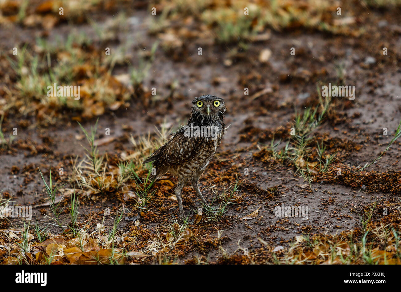 Tecolote llanero. Athene cunicularia. Lechuza pequeña y de Patas largas que se encuentra en todos los paisajes abiertos de América Latina. El Tecolote Stockfoto