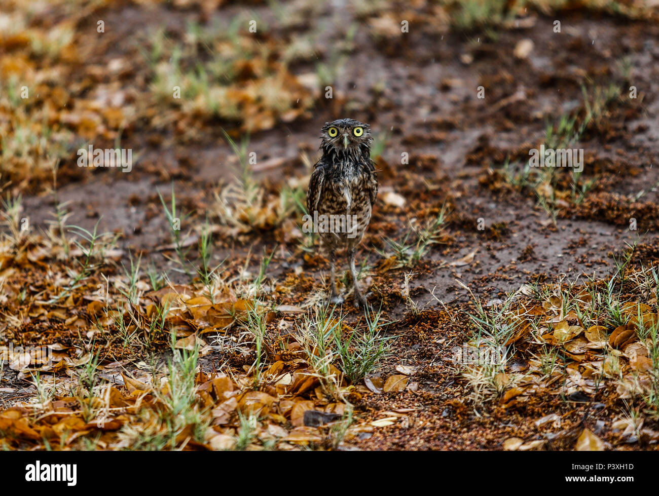 Tecolote llanero. Athene cunicularia. Lechuza pequeña y de Patas largas que se encuentra en todos los paisajes abiertos de América Latina. El Tecolote Stockfoto