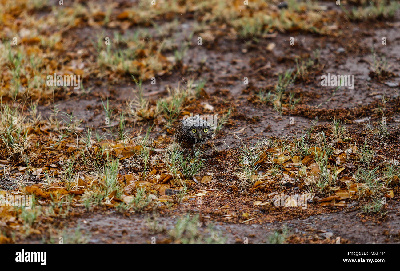 Tecolote llanero. Athene cunicularia. Lechuza pequeña y de Patas largas que se encuentra en todos los paisajes abiertos de América Latina. El Tecolote Stockfoto