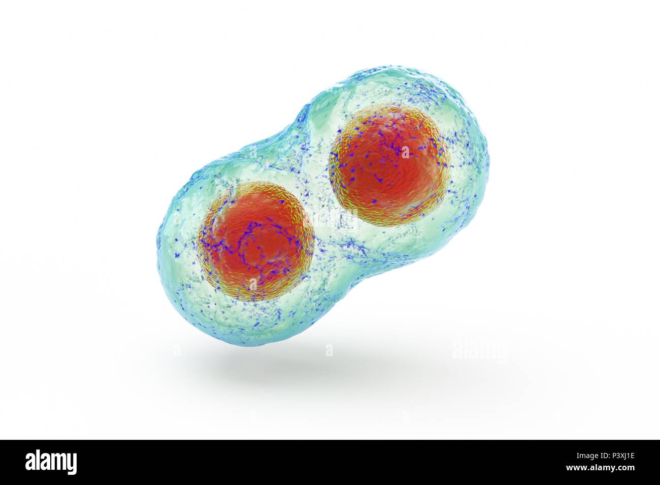 Biologische Zelle auf Read Hintergrund Mikroskop 3D-Illustration isoliert Stockfoto