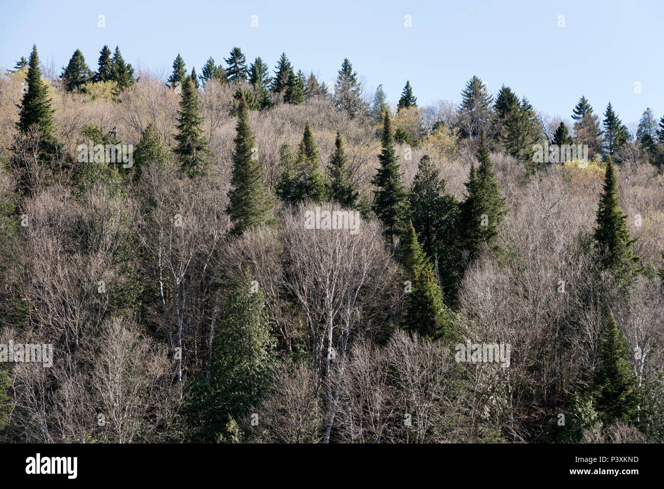 Der Wald in La Mauricie Nationalpark, der Provinz Quebec, Kanada Stockfoto
