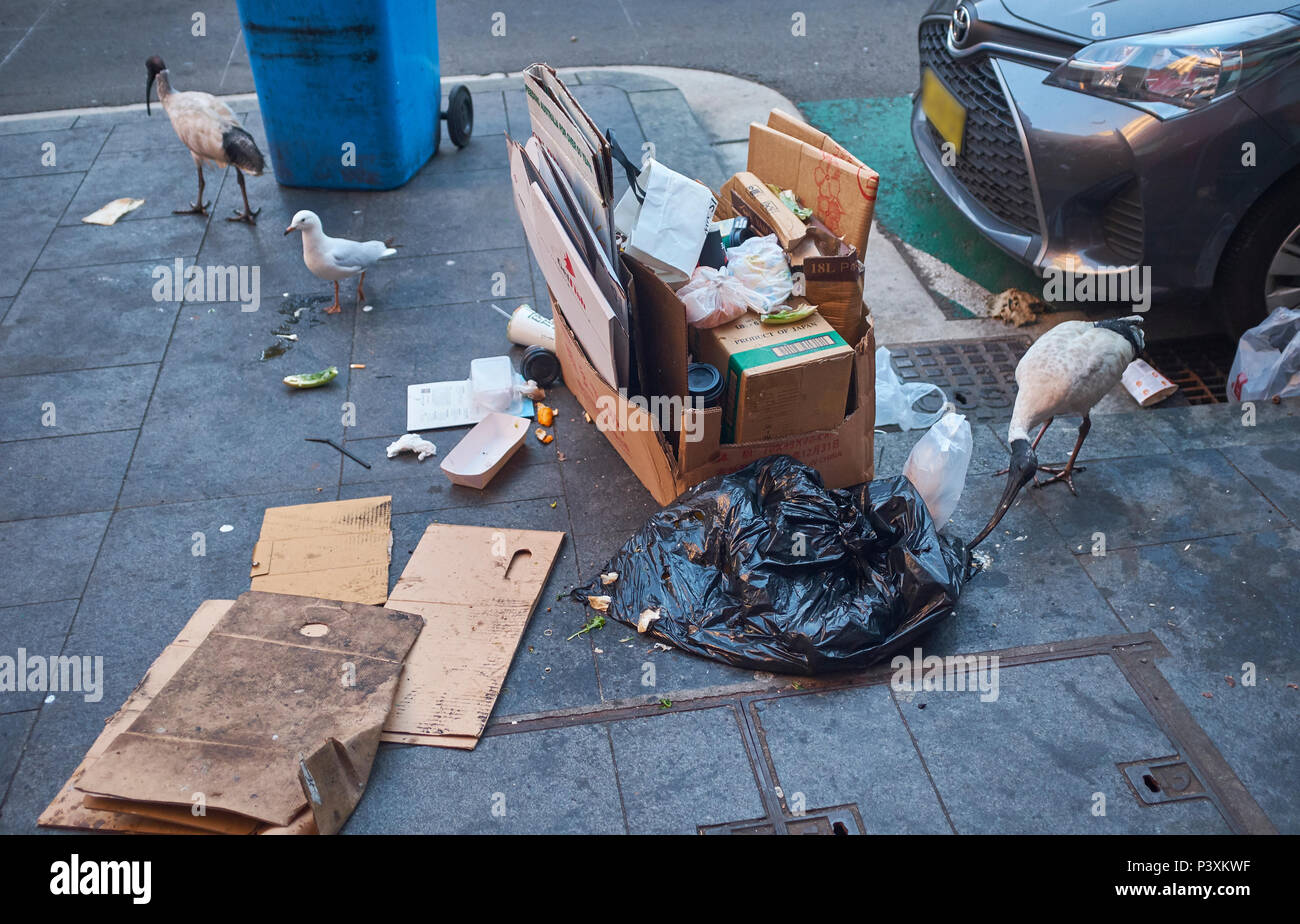 Australian White Ibis Kommissionierung durch eine schwarze Müll Beutel auf dem Bürgersteig neben einem Stapel von Kartons und ein Auto auf der Suche nach Essen in Sydney Stockfoto