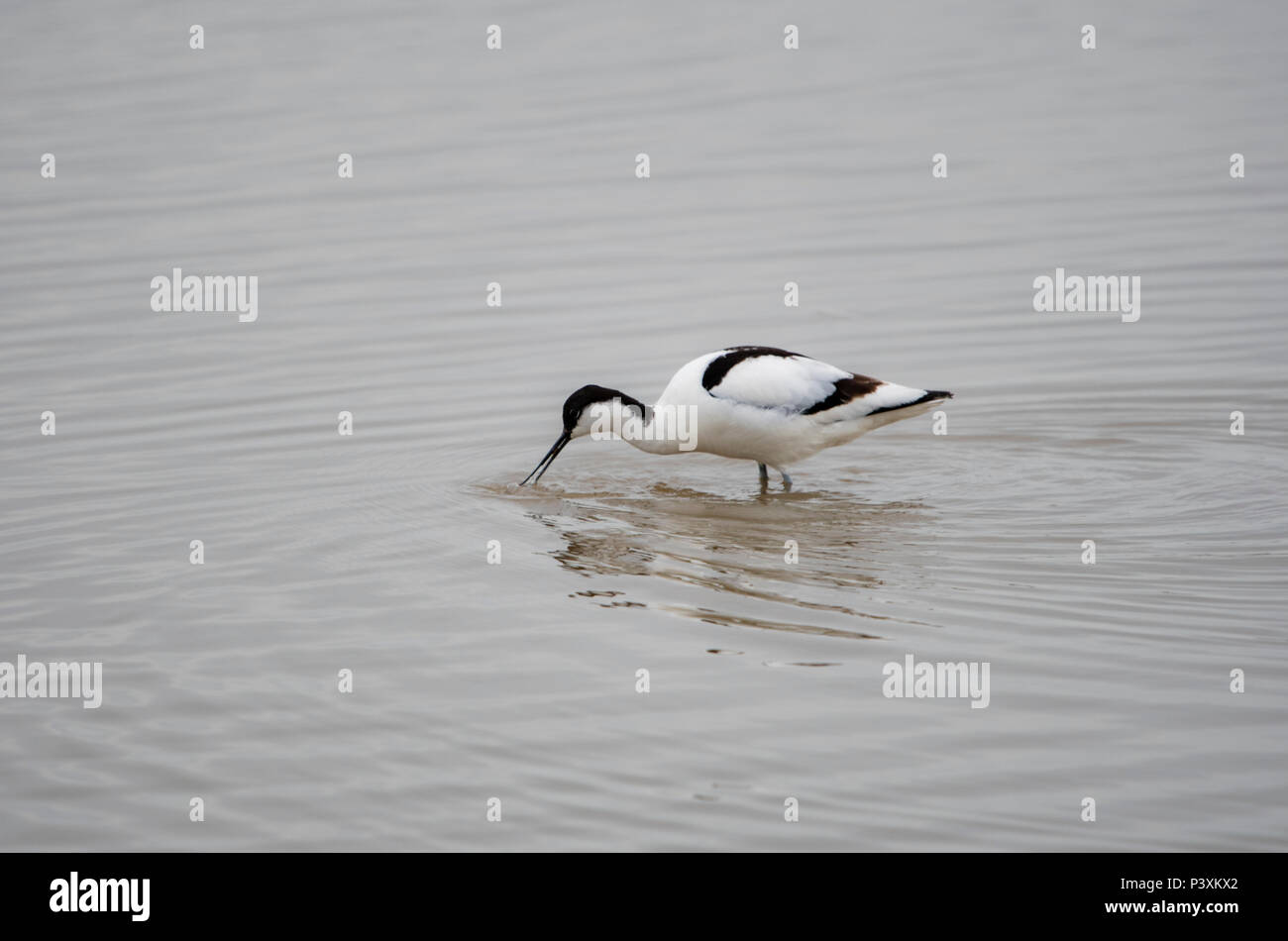 Säbelschnäbler Vogel an der Küste in Slimbridge Stockfoto