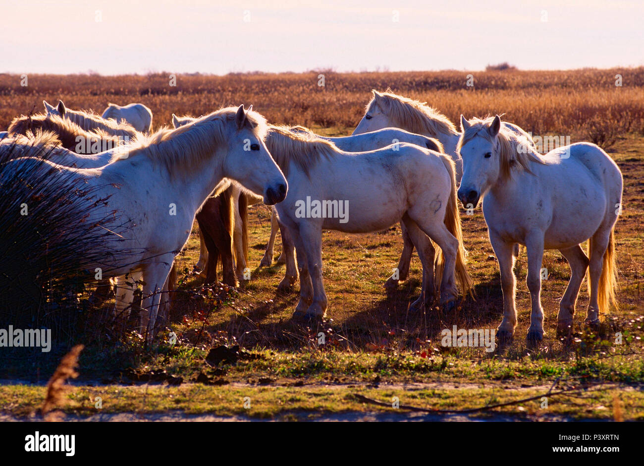 Camargue - Pferde, Equiden, Pferden, Rindern, Säugetier, Tier, aerea Sumpf, Camargue, Bouches-du-Rhône, Frankreich Stockfoto