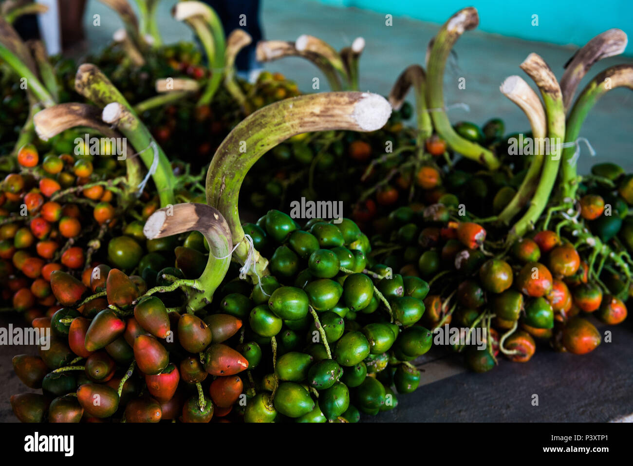 Pupunha, pupunha-verde-Amarela, Bactris gasipaes, fruta Regionale da regi o amazônica, durante Feira de Produtos regionais em Iranduba/bin. Stockfoto