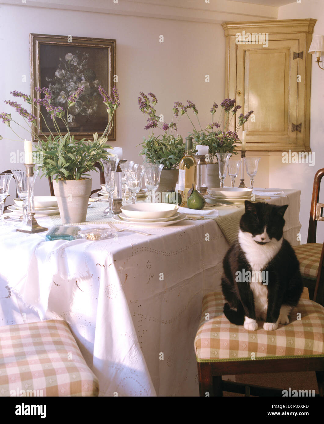 Schwarz-weiße Katze sitzt auf Stuhl neben den Tisch für das Mittagessen mit weißem Leinen und Töpfe von Lavendel set Stockfoto