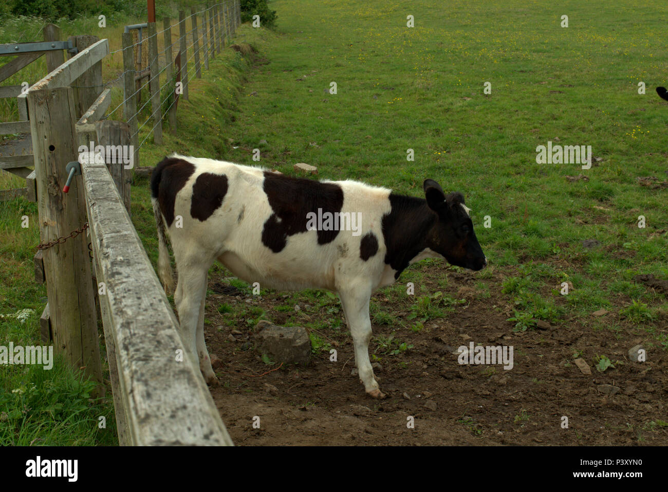 Jährling Holstein-Friesian kälber, rinder Stockfotografie - Alamy