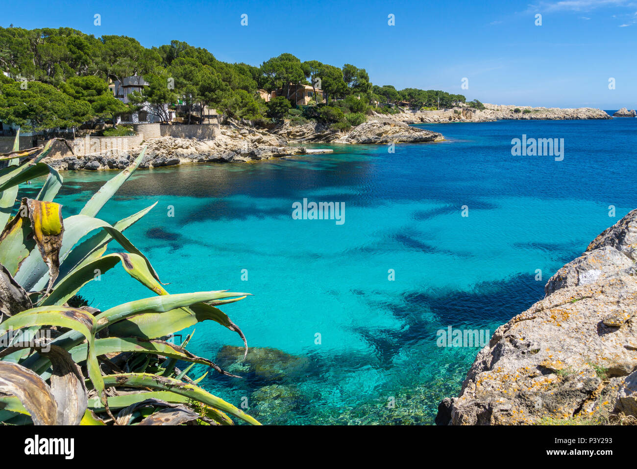 Mallorca, Aloe Vera Pflanze mit perfekter türkis Cala Gat Strand im Sommer Stockfoto