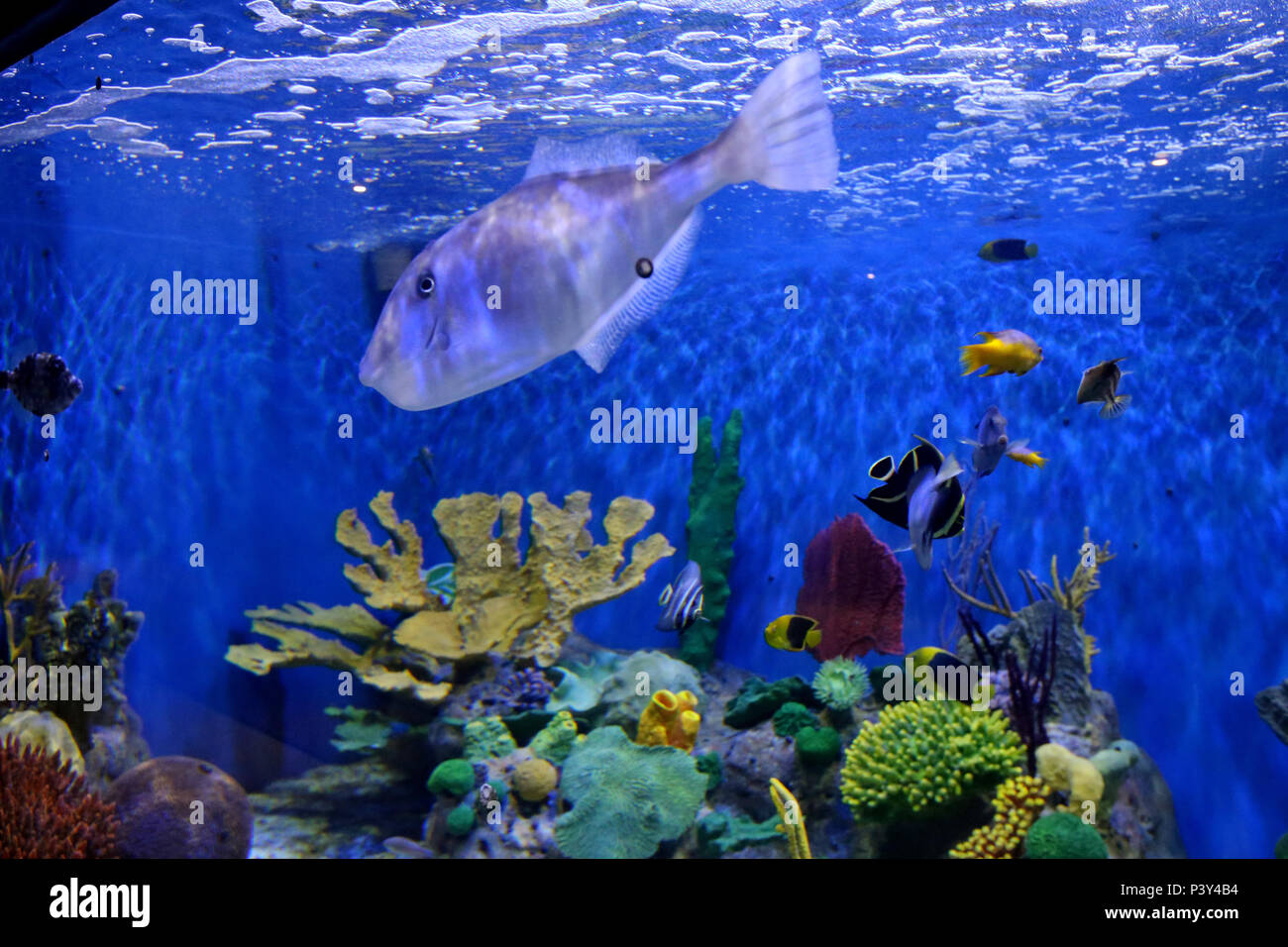 O Aquário Marinho do Rio de Janeiro (RJ), ou AquaRio é um aquário 