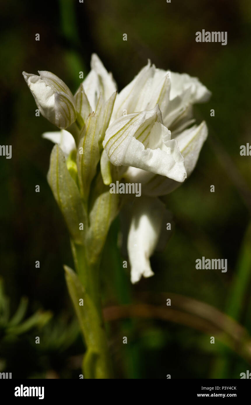 Seitenansicht der seltenen albiflora - Weiß - Version von wilden Schmetterling (Anacamptis aka papilionacea Orchis papilionacea). Große Blütenstand. Serr Stockfoto