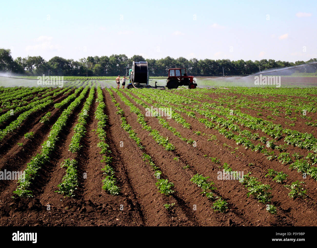 Die Bewässerung des Feld Tomate. Ein Foto Stockfoto