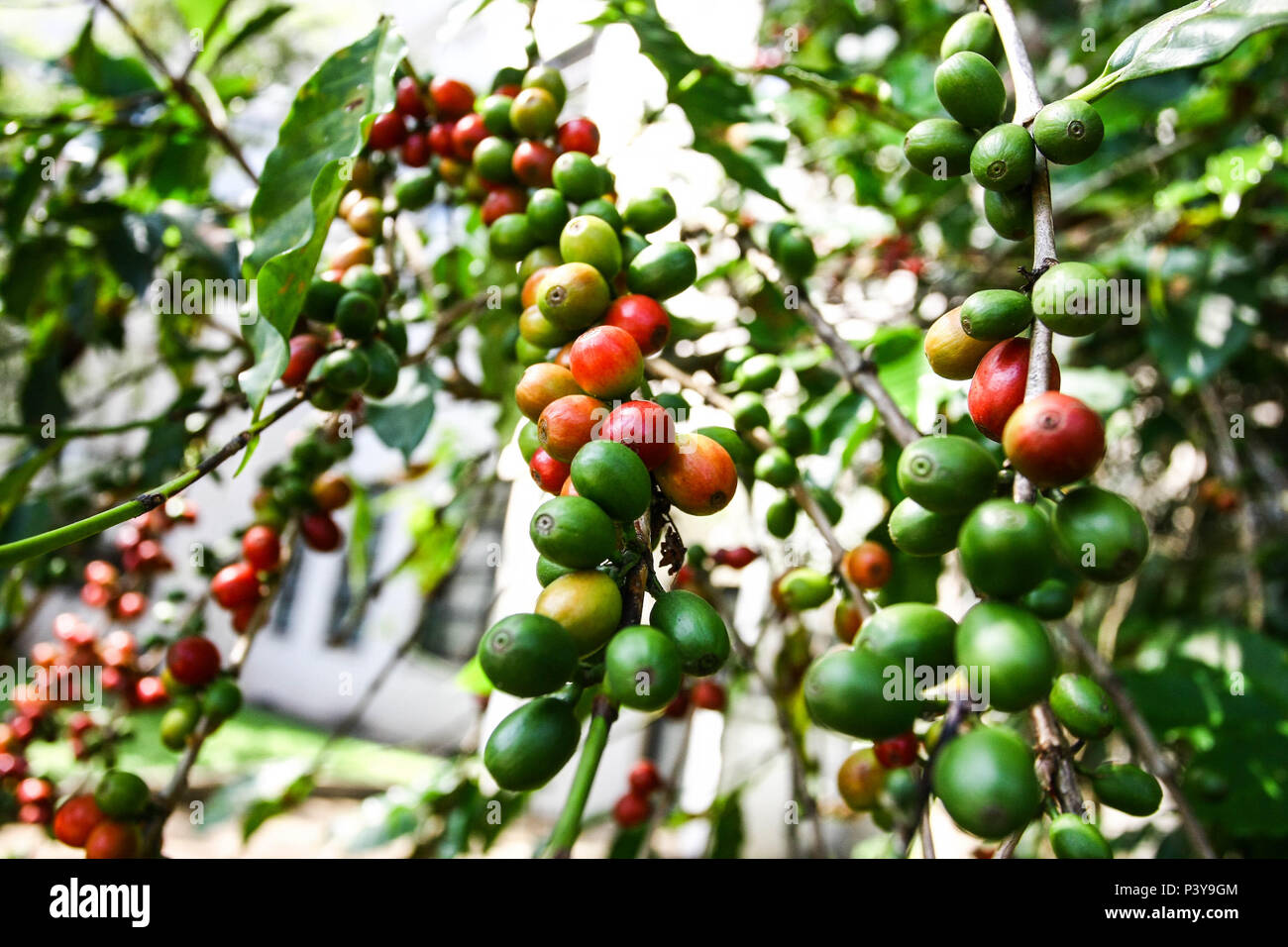 Pé de Café. Nome científico: Caffea Arabica L. Stockfoto
