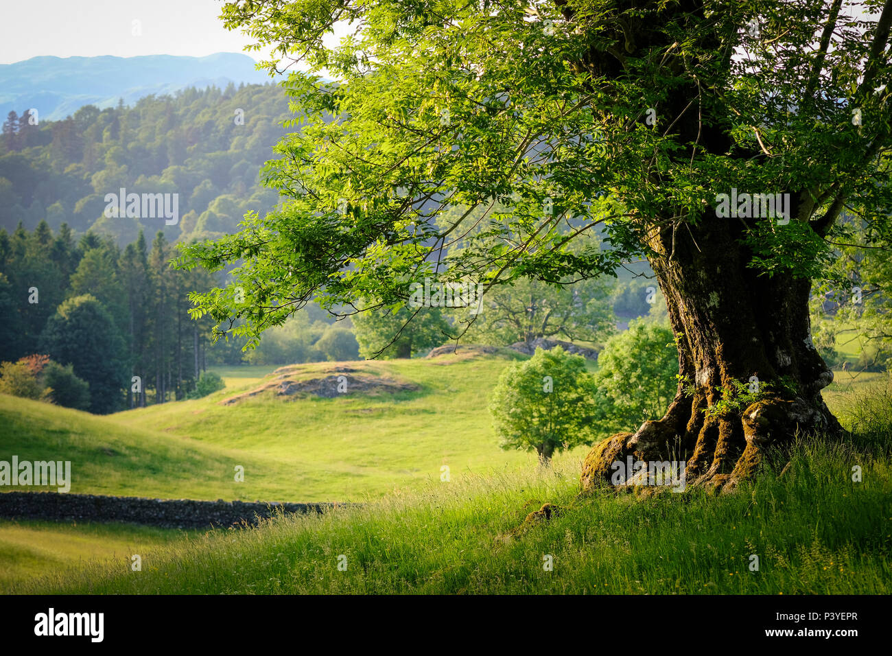 Sonnenbeschienenen Baum in einem Lakeland Feld mit Blick über die hügelige Landschaft Stockfoto