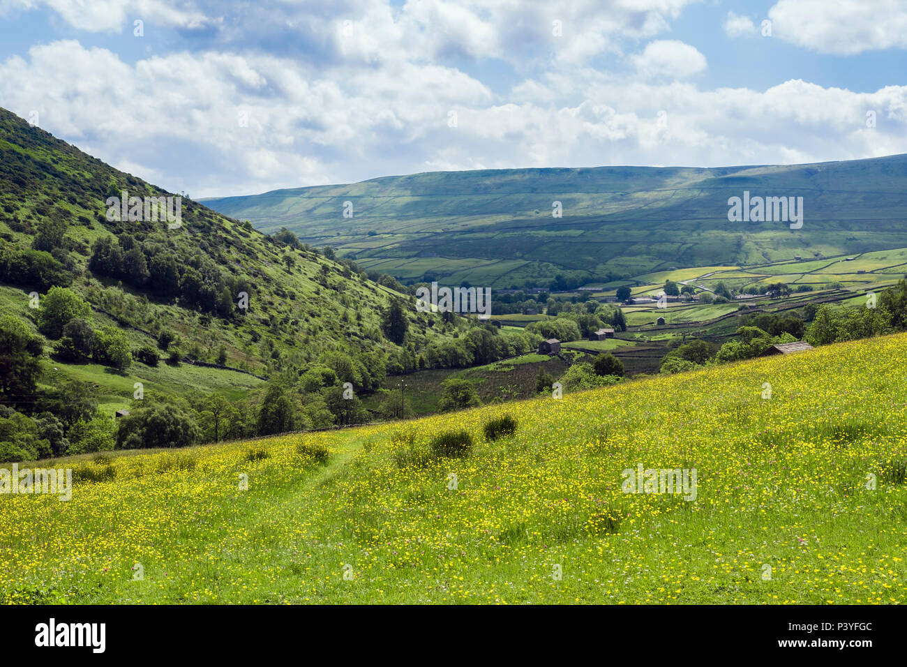 Wildflower Feld Ranunkeln & Gänseblümchen in der Landschaft im Sommer oben Thwaite obere Swaledale Yorkshire Dales National Park North Yorkshire England Großbritannien Stockfoto