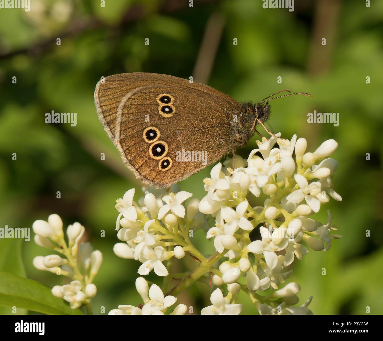 Schöne Ringelwürmer Schmetterling thront auf Liguster Stockfoto