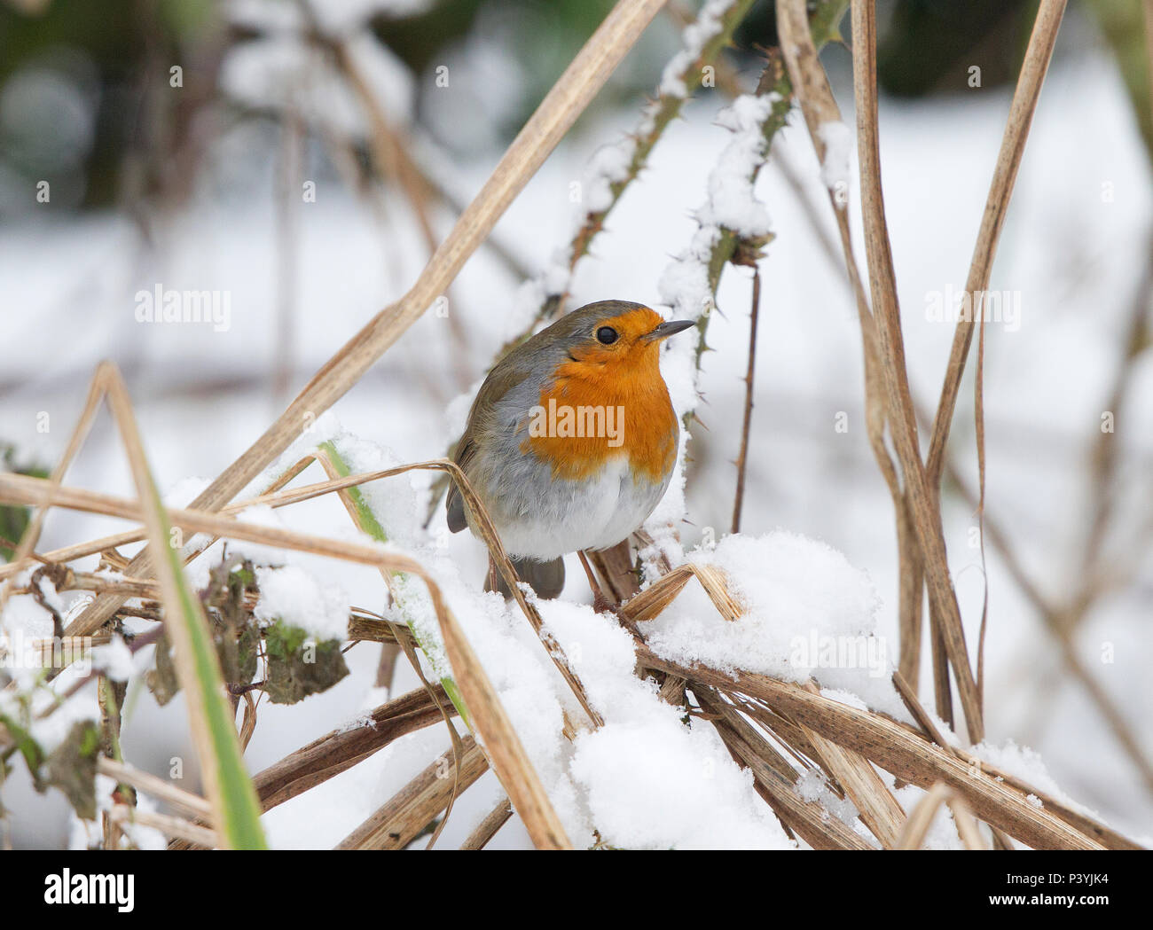 Rotkehlchen, Erithacus rubecula, im Schnee, Wales, Großbritannien Stockfoto