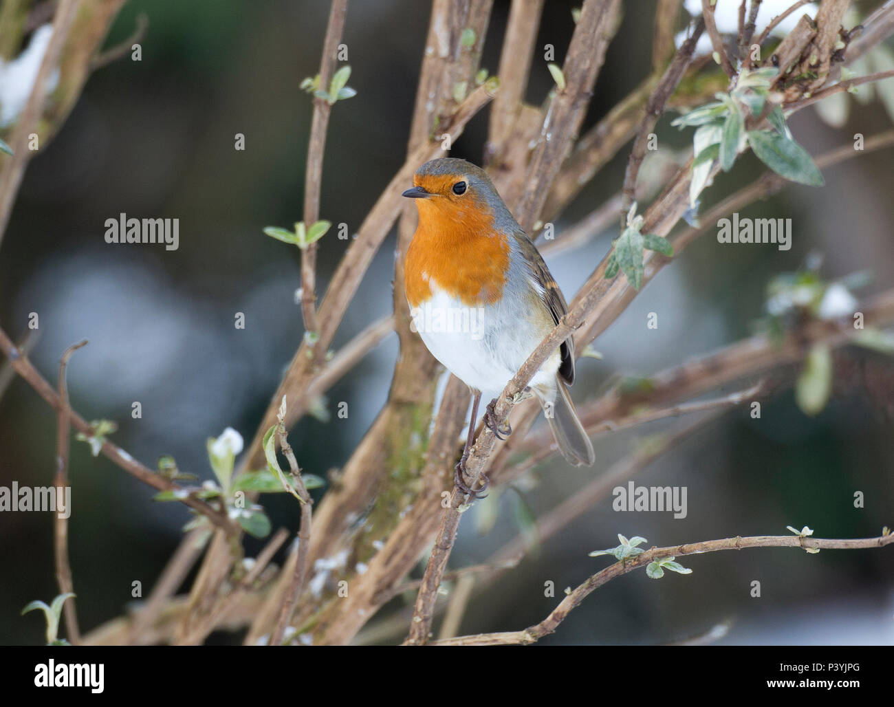 Rotkehlchen, Erithacus rubecula, im Schnee, Wales, Großbritannien Stockfoto