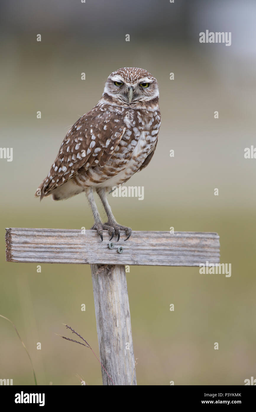 Grabende Eule, Athene cunicularia, auf eine Post, Florida, USA Stockfoto