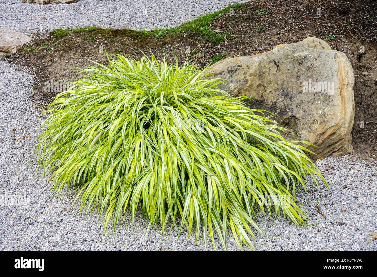 Hakonechloa macra 'Aureola', japanisches Gras in Gartenschotter Stockfoto