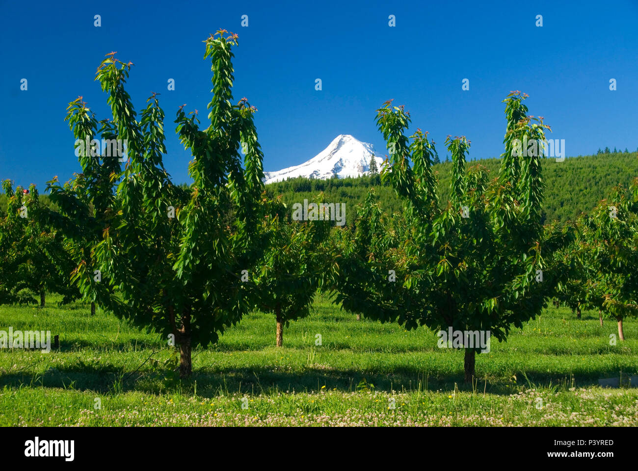 Mt Hood über Orchard, Hood River County, Oregon Stockfoto