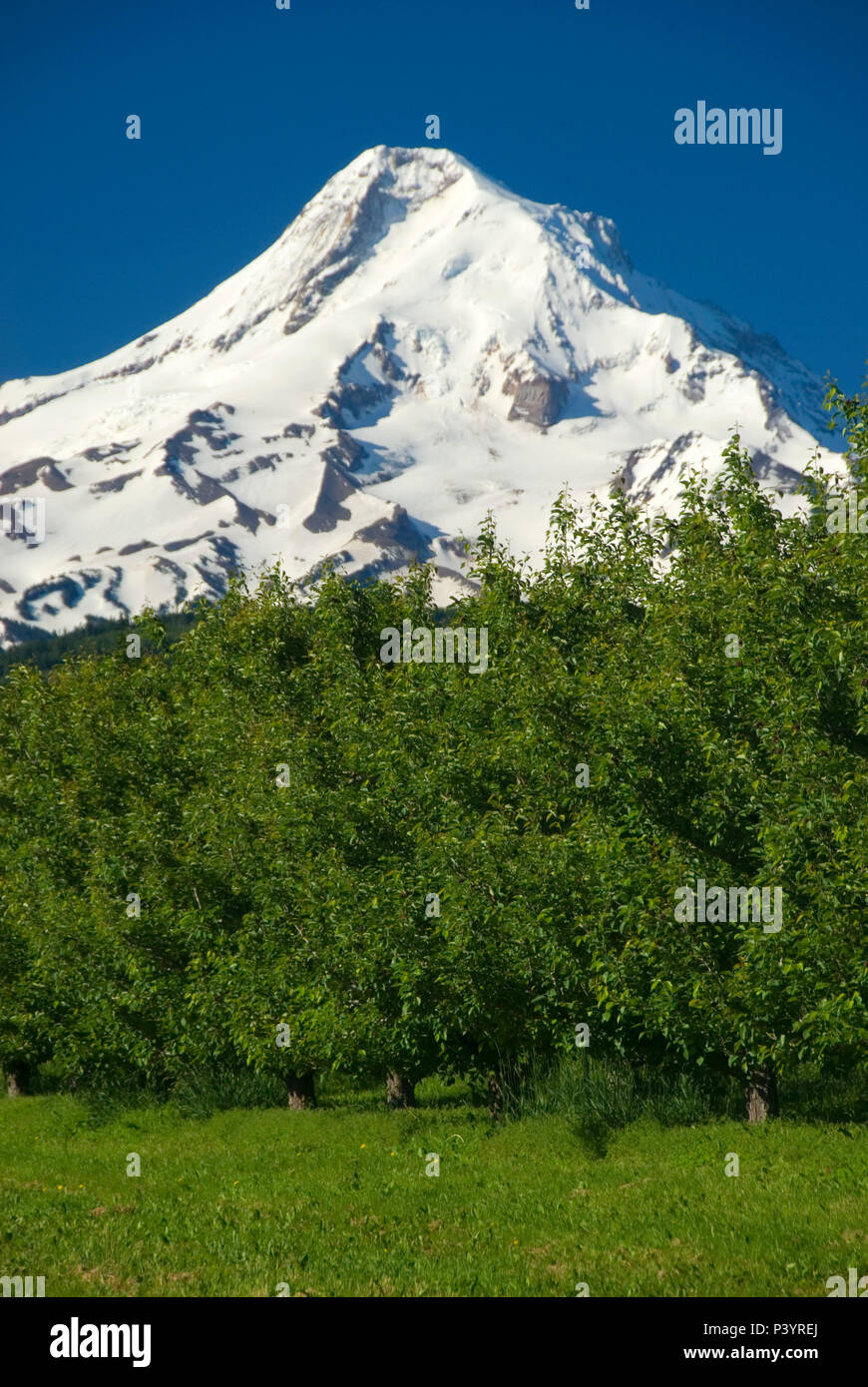 Mt Hood über Orchard, Hood River County, Oregon Stockfoto