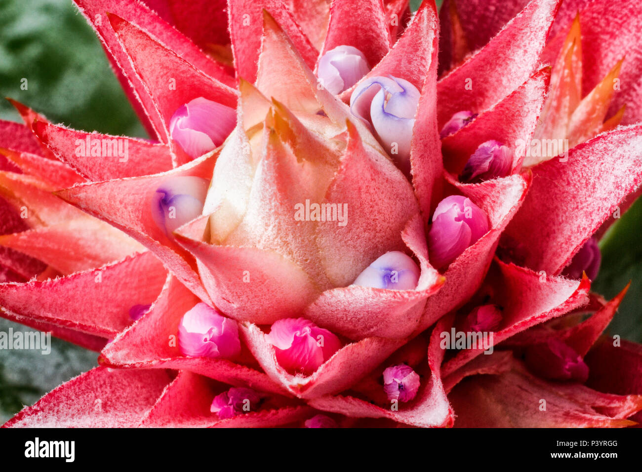 Espécie de bromélia conhecida como Vaso Prateado (aechmea Fasciata). Florianópolis, Santa Catarina, Brasilien. Stockfoto