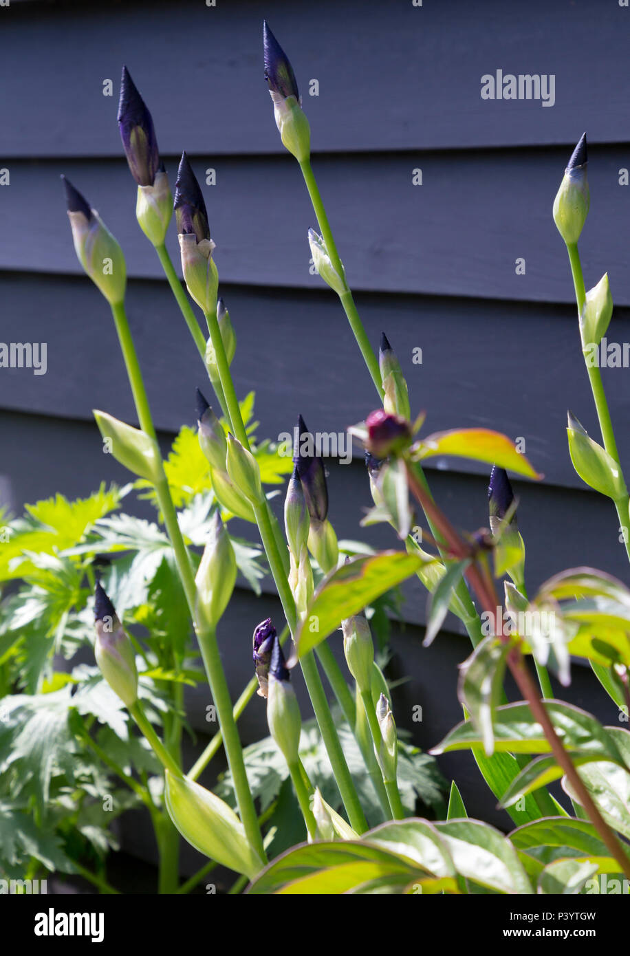 Iris ist in der Lage, 'gegen schwarze Tafeln von Küche Erweiterung Stockfoto