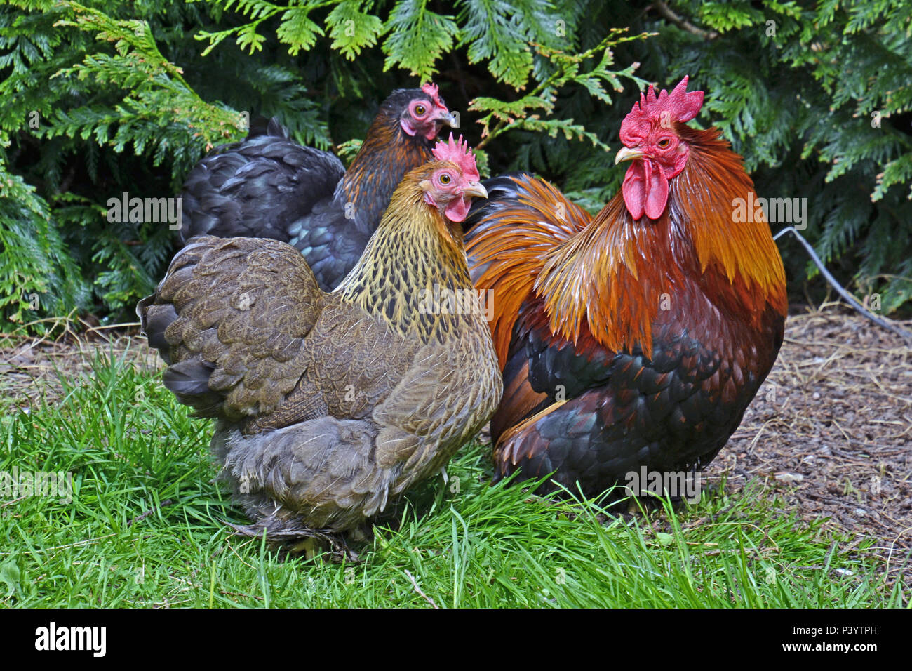 Kupfer-Maran mit blauem Laced Wyandottes. Hühner und ein Hahn bei Marlow Poultry, Buckinghamshire, Großbritannien. Hühner Stockfoto