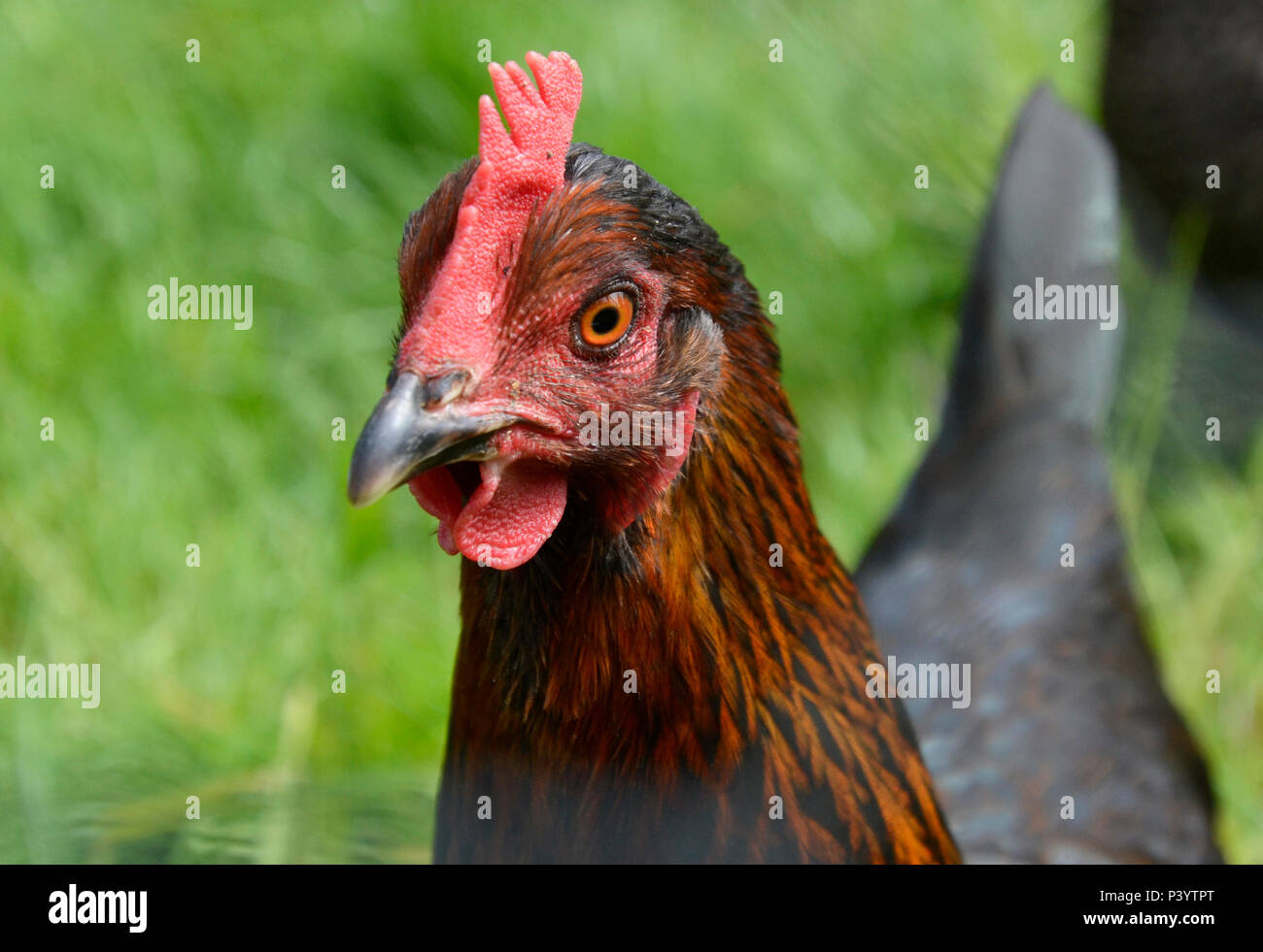 Kupfer Maran Henne bei Marlow Geflügel, Buckinghamshire. Hühner Stockfoto