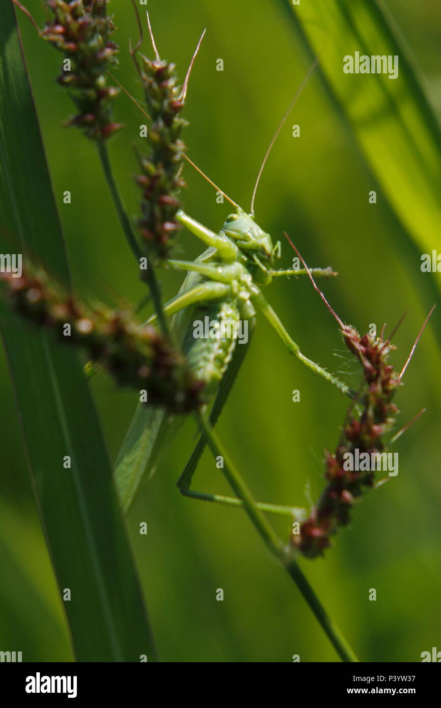 Super Green Bush - Kricket, Grünes Heupferd Tettigonia Viridissima, Stockfoto
