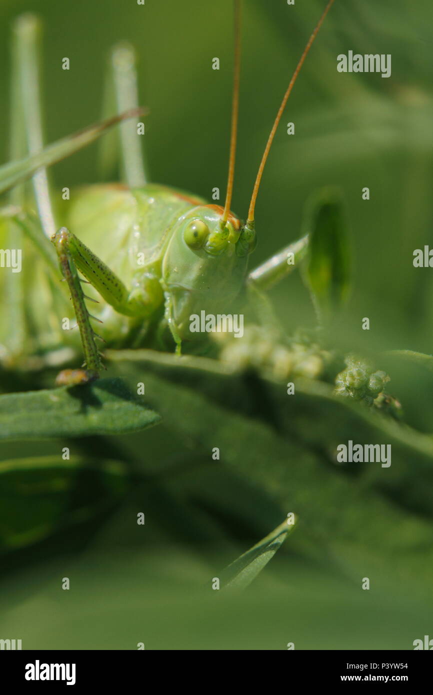 Super Green Bush - Kricket, Grünes Heupferd Tettigonia Viridissima, Stockfoto
