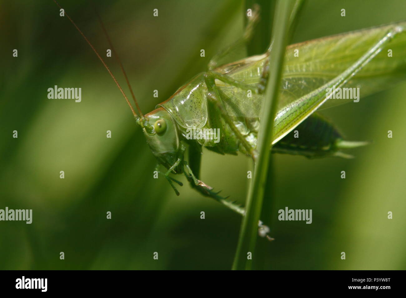 Super Green Bush - Kricket, Grünes Heupferd Tettigonia Viridissima, Stockfoto