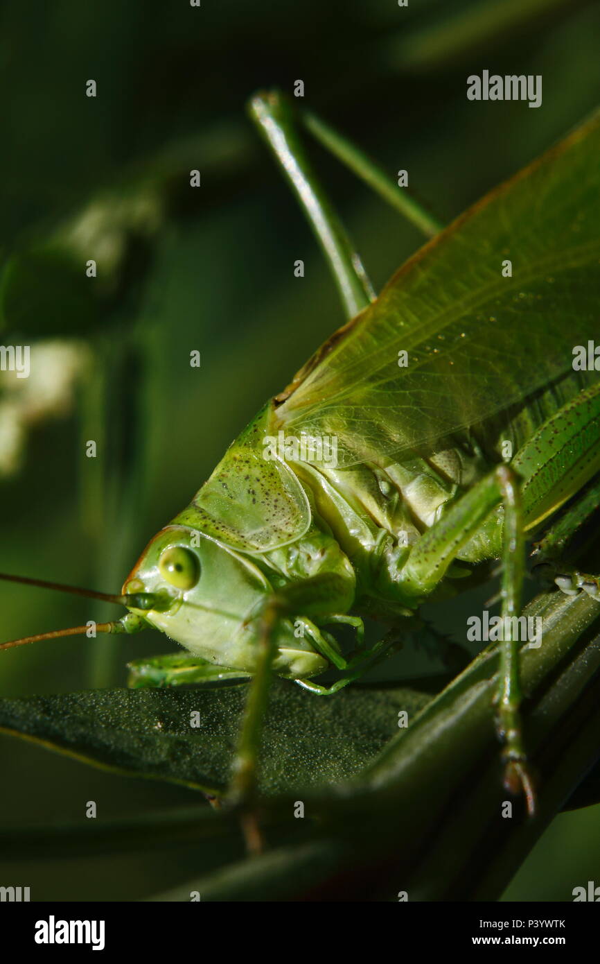 Super Green Bush - Kricket, Grünes Heupferd Tettigonia Viridissima, Stockfoto