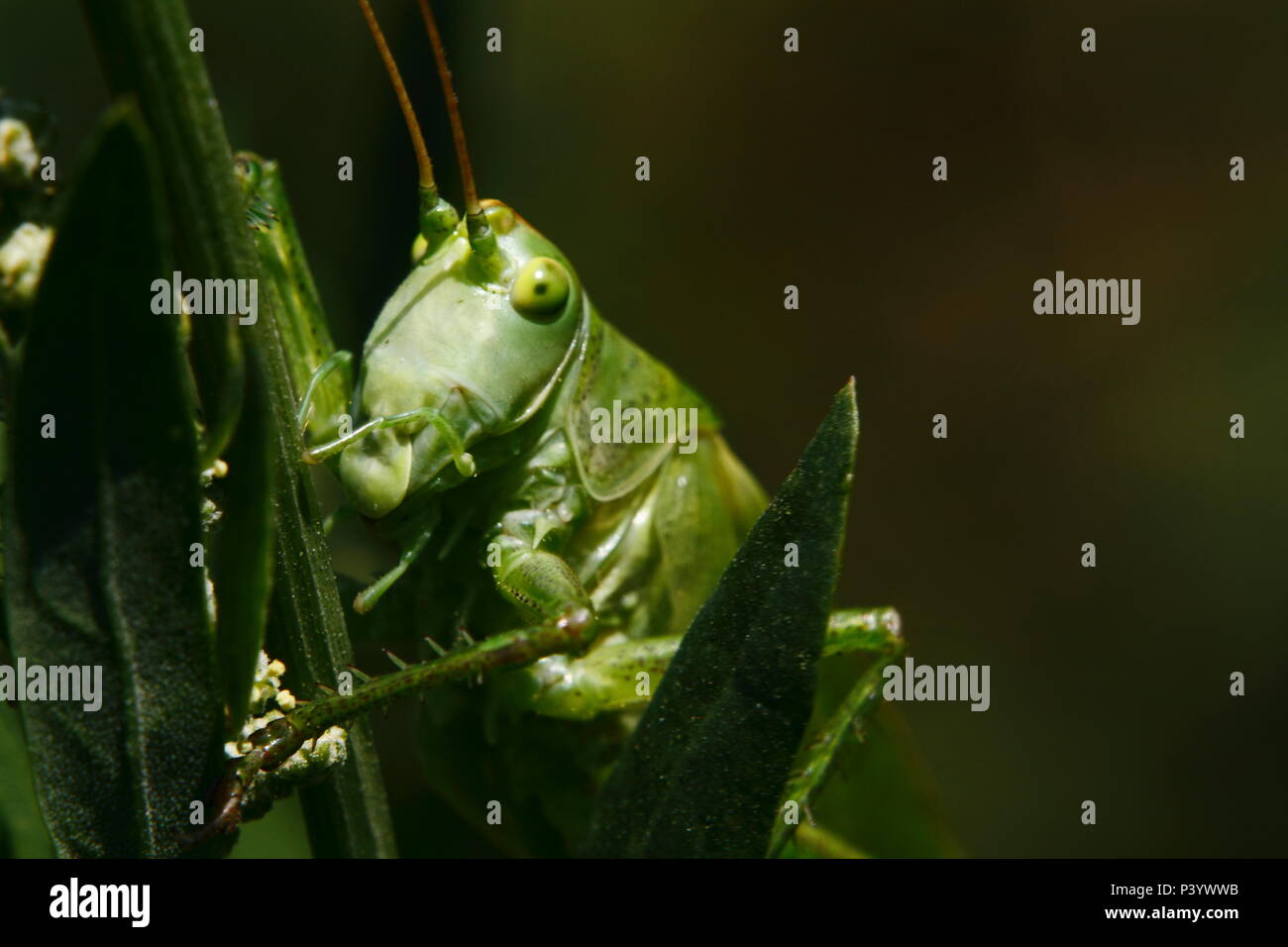 Super Green Bush - Kricket, Grünes Heupferd Tettigonia Viridissima, Stockfoto