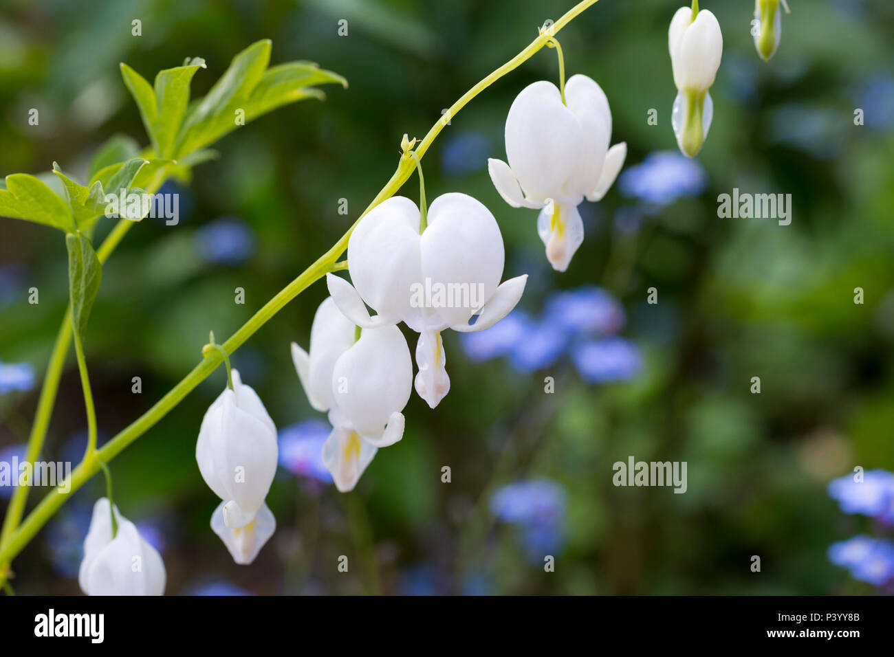 Lamprocapnos Spectabilis 'Alba' Stockfoto