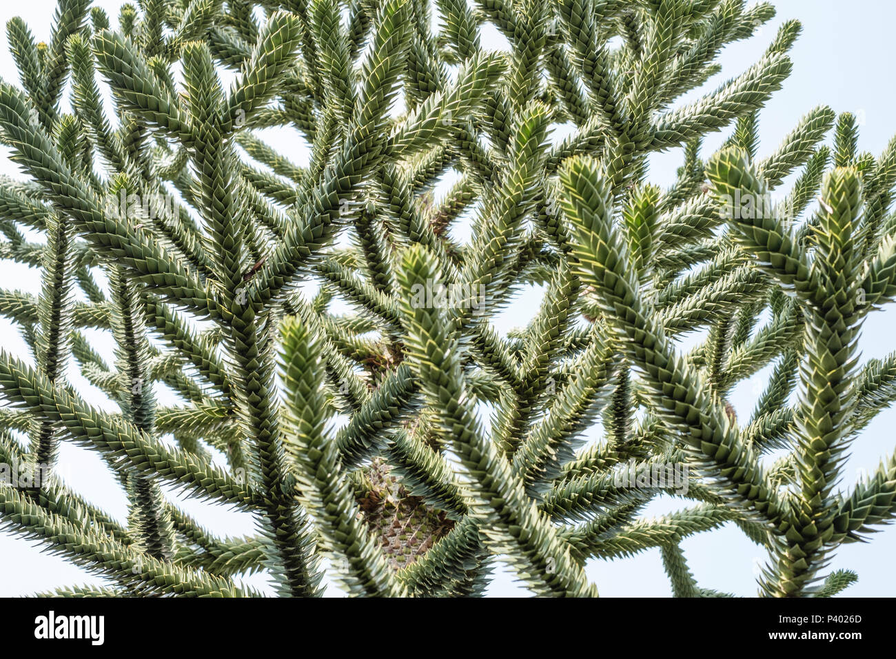 Monkey Puzzle Tree, Araucaria araucana, In der Nähe der Filialen Stockfoto