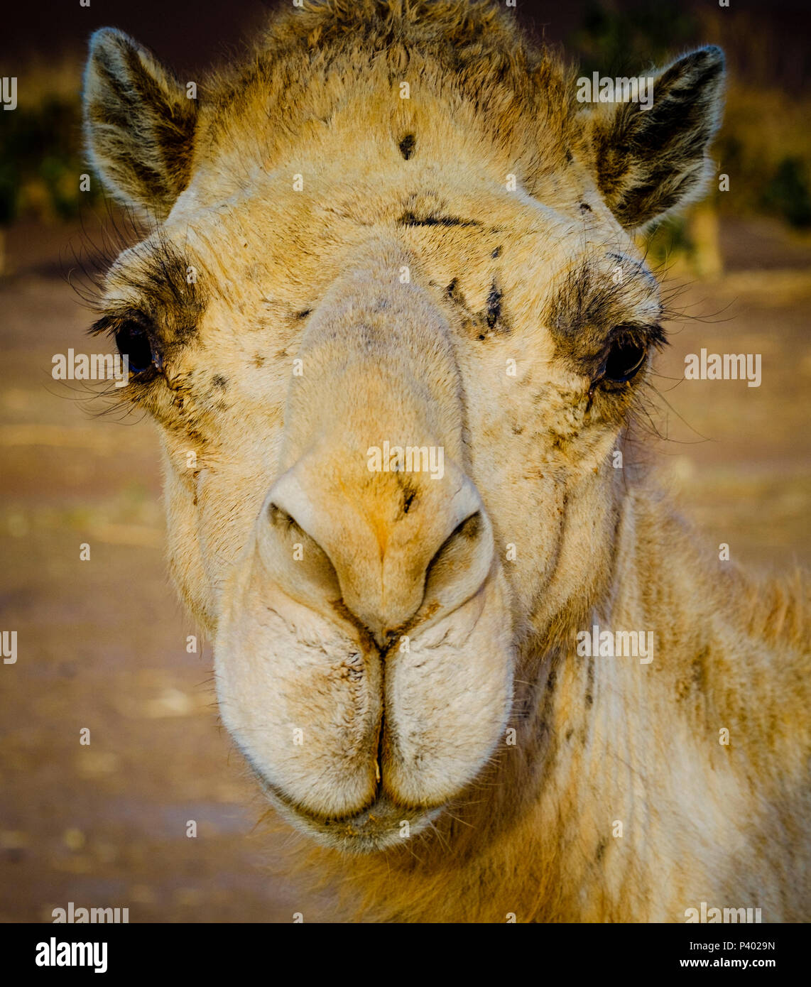 Ein Kamel Portrait in der marokkanischen Wüste Sahara in der Nähe von Chegagga in den frühen Morgenstunden Stockfoto