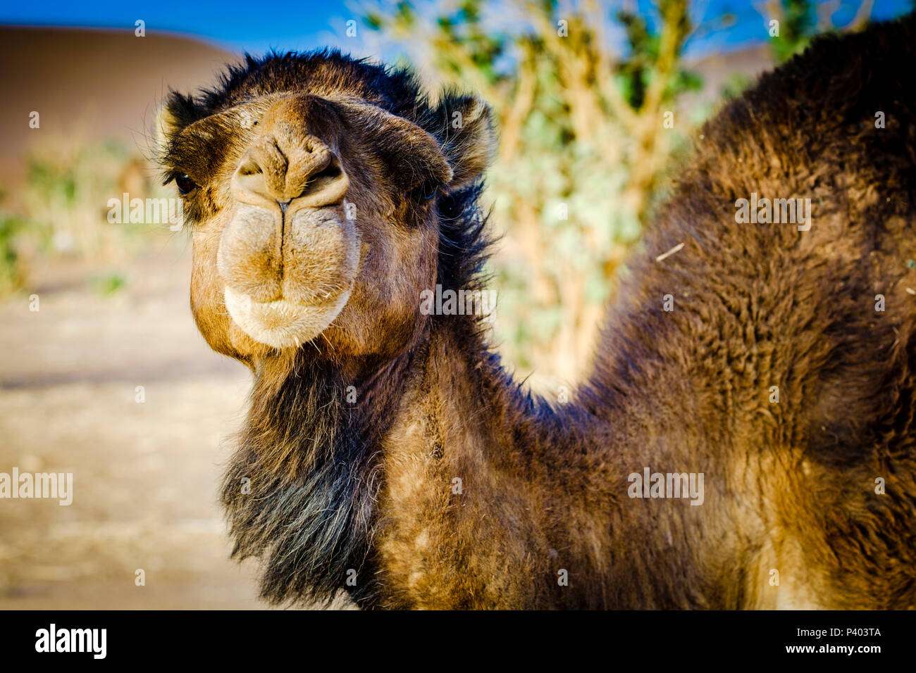 Ein Kamel Portrait in der marokkanischen Wüste Sahara in der Nähe von Chegagga in den frühen Morgenstunden Stockfoto