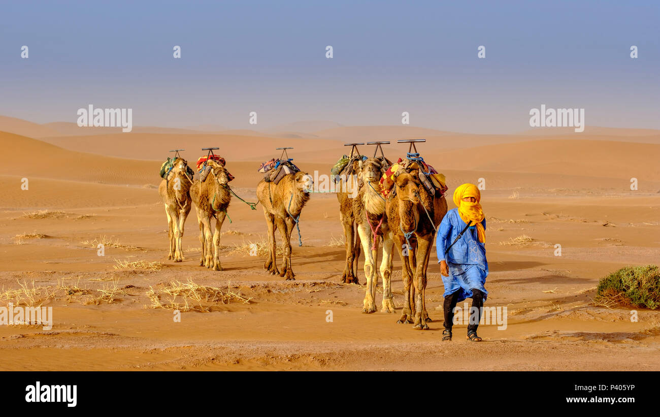 Ein Mann auf einem Kamel Zug über die marokkanische Sahara Wüste in der Nähe von Chegagga Stockfoto