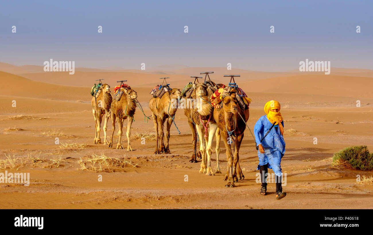Ein Mann auf einem Kamel Zug über die marokkanische Sahara Wüste in der Nähe von Chegagga Stockfoto