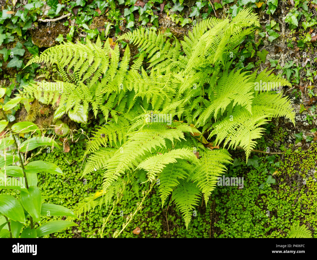 Frauenfarn, Athyrium filix-Femina, wachsende inder Sprung von einer alten Mauer Stockfoto